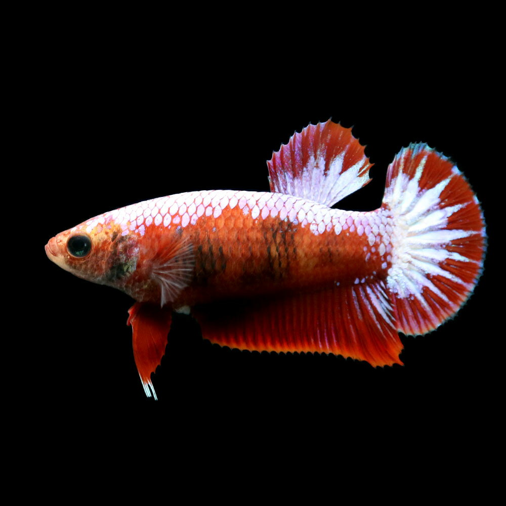 （熱帯魚）ベタ・ハーフムーンプラカット　ヘルボーイ　メス（1匹）　北海道・九州航空便要保温