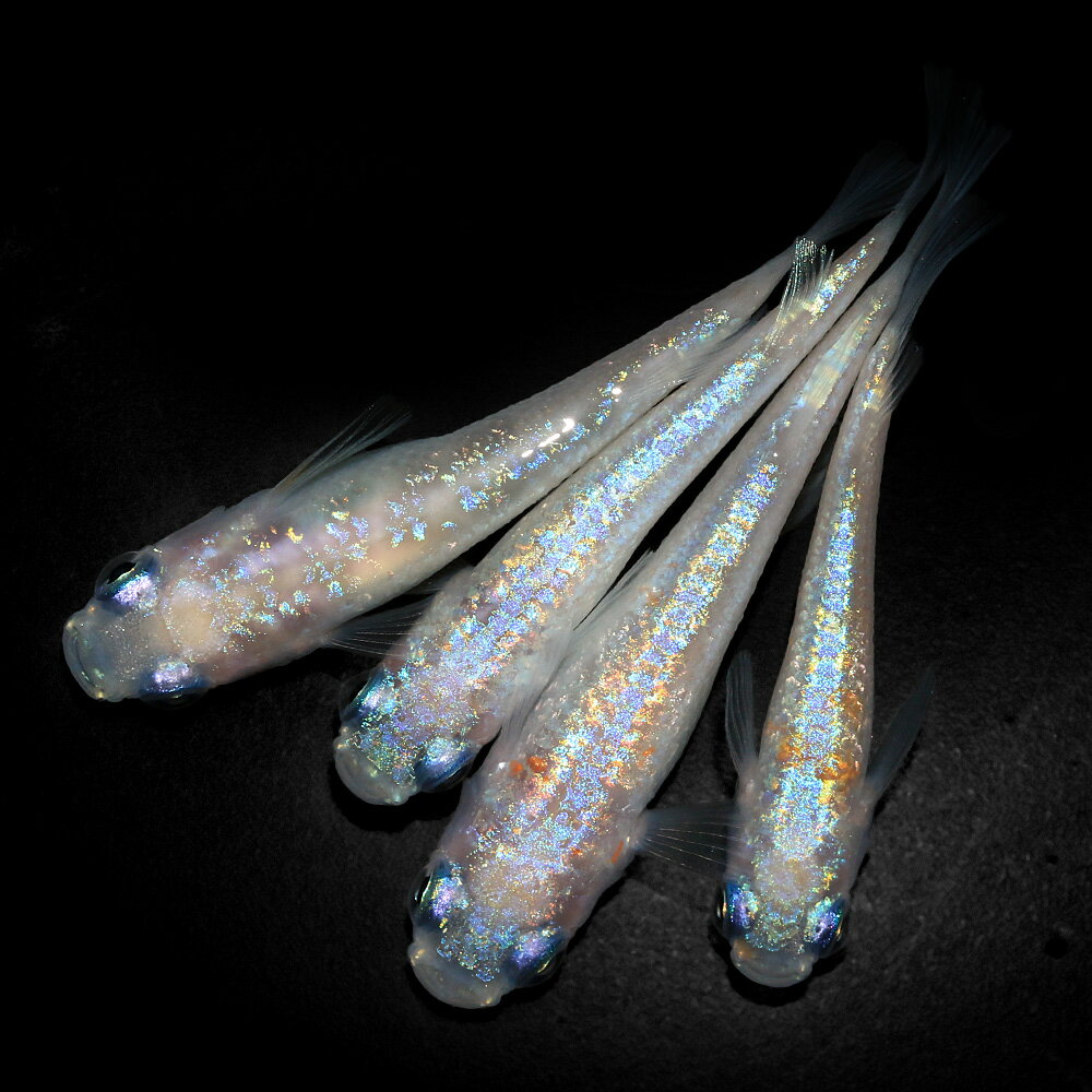 ピンクローズジュエルメダカ