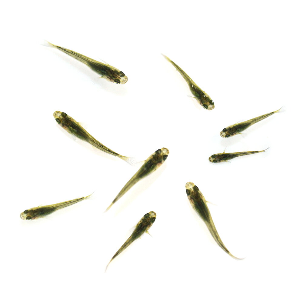 お送りする個体は体長0．5〜2cm程度です。親魚は両目アースアイの個体ですが、必ずしも稚魚にその表現がでるとは限りません。ご了承ください。成長期の稚魚での発送となる為、発送時には表記サイズより大きめでの発送となる場合がございます。個体サイズや模様、雌雄の指定についてはお受け致しかねますのでご了承下さい。無選別　エメラルドムーンメダカ　稚魚稚魚販売に関するご注意こちらの商品の名称は繁殖に使用した親魚の品種名になります。商品の性質上、お送りする稚魚は必ずしも親と同じ色彩、形質が発現するとは限らず、成長後の色彩、固定率等の保証は致しかねます。また、こちらの商品は無選別で掬わせていただくため、雌雄の判別や体型、発色、サイズなどに差異や偏りがある場合がございますのでご了承下さい。販売名無選別　エメラルドムーンメダカ　稚魚学名（※）Oryzias　latipes　var.（改良メダカ）Oryzias　sakaizumii（キタノメダカ）Oryzias　latipes（ミナミメダカ）（※）…改良品種や学名が不明の種は流通名での記載の場合があります。分布改良品種（原種：日本）飼育要件最大体長　　　→　約3〜4cm温度　　　　　 →　5〜28度水質　　　　　 →　弱酸性〜弱アルカリ性餌　　　　　　 →　人工飼料、生餌混泳　　　　　 →　可能※…飼育環境は一例です。必ずしもこの環境下であれば飼育できることを確約するものではございません。種類詳細学名のOryziasはイネ属のOryzaiに由来し、原種は日本全国の水田や小川に生息しています。現在では様々な改良品種が存在し、観賞価値が高いものが多いです。飼育も容易で、水が凍ってしまわなければ屋外で越冬させることも容易です。ボウフラを好んで食べるためビオトープで飼育されることも多いです。また、2013年にそれまで1種と考えられていたメダカには実は2種含まれていたことが正式に発表され、それぞれ「キタノメダカ」と「ミナミメダカ」と名付けられました。改良メダカはミナミメダカがベースとなっています。品種詳細ゴブリンとブルームーンアースアイF3の掛け合わせによって作出された品種です。ゴブリンの独特なグアニンとアースアイの特徴を活かし、背中のグアニンを鼻先まで乗せ全体がエメラルド色に見えるのが特徴です。飼育のポイント病気にさえならなければ非常に丈夫で、水質の悪化や低温にも耐えうる強靭な強さを持っています。しかし、急激な水質や水温の変化にはもろい部分もあり、早い水流は好みません。また、スレにも弱いので網ですくう際などは注意が必要です。安定した水質を得ることができ、産卵床としても使用できるマツモ等の水草やホテイアオイ等の浮草を利用するといいでしょう。また、導入直後はスレなどがある可能性があり、不安定なので塩を少量入れるのも効果的です。混泳の注意点熱帯魚や日本産淡水魚のどちらもサイズが同程度で、性格が温和な種類であれば問題なく混泳できます。メダカ同士でも問題なく混泳させることができますが、品種の維持をする際は注意が必要です。肉食性の強い種との混泳には適しておらず、捕食されてしまう可能性があります。繁殖繁殖は容易で、屋内でも屋外でも繁殖させることができます。背ビレに切り込みがあり、尻ビレが幅広いのがオスでこれらの特徴を持たないのがメスです。オスとメスをある程度の匹数用意することで、メスが総排泄口付近に卵をぶら下げている姿を見ることができます。1ペアでも繁殖行動は確認でき、増やすことができます。産卵床としてマツモなどの水草や、ホテイアオイなどの浮草を用意すると水草の茎や葉、浮草の根に卵が産み付けられます。また、産卵床がない状態だと過抱卵になったり、卵を水槽底やシリコン部分に産み付ける可能性があります。産卵は朝に行われることが多く、一度産卵が始まると数日間で何度も産卵が行われます。産卵された卵はそのままでも孵化させることができますが、生まれたての稚魚が親魚に食べられてしまう場合があるため、別の水槽や隔離ネットなどに移した方がいいでしょう。卵は水温にもよりますが、1週間〜10日間ほどで孵化します。稚魚は親魚に与えていた人工飼料を細かくして与えるか、稚魚用の人工飼料を与えれば成長させることができます。その他の方法として、産卵床にシュロの皮や毛糸などで作ったモップを使用したり、取れた卵をほぐしてメチレンブルー系の薬に漬けて死卵を防ぐといった方法もあります。その他キタノメダカとミナミメダカの2種は数が少なく、絶滅危惧2類としてレッドデータブックに記載されています。遺伝子の型からキタノメダカは2タイプ、ミナミメダカは9タイプが知られています。また、安易な放流によって、2種および地方集団間で、攪乱が起こって問題になっています。現在では、改良メダカの放流が問題視されているので、川や池への放流は絶対にしないでください。PSBQ10　ピーエスビーキュート　淡水用　30mL5個セット　光合成細菌　バクテリア　熱帯魚（生餌）淡水用　微生物で水質向上セット　エサ用ゾウリムシミックス＋PSBQ10　本州四国限定点滴法で生体にやさしい　水抜き・水合わせキット（水草）メダカに合う水草セット　2種（水中葉）（無農薬）（1セット）（説明書付）めだか（ビオトープ）水生植物　おまかせ花菖蒲　3号（3ポットセット）（水草）水生植物　巻きたて　メダカが喜ぶ侘び島！〜赤系水草Ver．〜　浮き島　産卵　隠れ家（水上葉）（1個）生きたバクテリア　ばくとゼオライト　1個入（60g）　淡水・海水両用　メダカ … _aqua　nittan_medaka_youkihi　Oryzias　latipes　var．　熱帯魚・エビ他　日本産メダカ　改良品種　青ラメ　ラメ幹之メダカ　サバンナ　ブラックダイヤ　サファイア　強ラメ　ブルームーン　fish_database　20250920　YK　y25m09・（めだか）無選別　エメラルドムーンメダカ　稚魚　（1匹） 構成する商品内容は在庫状況により予告無く変更になる場合がございます。予めご了承下さい。■この商品をお買い上げのお客様は、下記商品もお買い上げです。※この商品には付属しません。■PSBQ10　ピーエスビーキュート　淡水用　30mL5個セット　光合成細菌　バクテリア　熱帯魚（生餌）淡水用　微生物で水質向上セット　エサ用ゾウリムシミックス＋PSBQ10　本州四国限定点滴法で生体にやさしい　水抜き・水合わせキット（水草）メダカに合う水草セット　2種（水中葉）（無農薬）（1セット）（説明書付）めだか（ビオトープ）水生植物　おまかせ花菖蒲　3号（3ポットセット）（水草）水生植物　巻きたて　メダカが喜ぶ侘び島！〜赤系水草Ver．〜　浮き島　産卵　隠れ家（水上葉）（1個）生きたバクテリア　ばくとゼオライト　1個入（60g）　淡水・海水両用　メダカ