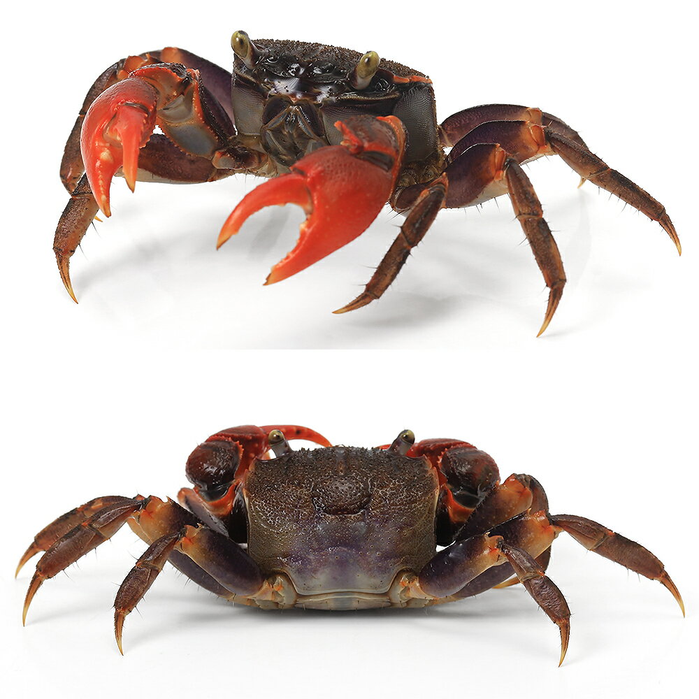 （エビ・カニ）レッドスパイダークラブ（1匹）　北海道・九州航空便要保温