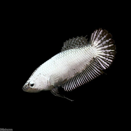 （熱帯魚）ベタ・ハーフムーンプラカット　ブラックドラゴン　メス（1匹）　北海道・九州航空便要保温