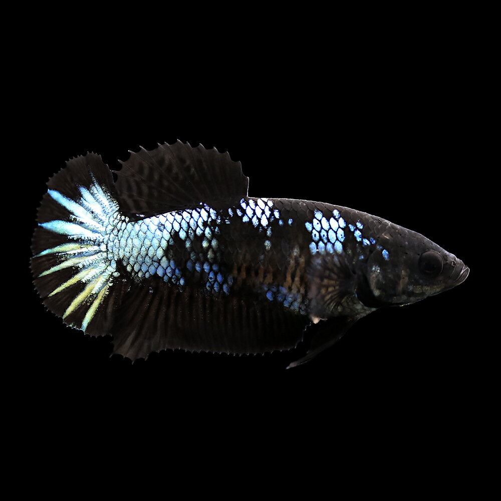 （熱帯魚）ベタ・ハーフムーンプラカット　アバター　メス（1匹）　北海道・九州航空便要保温