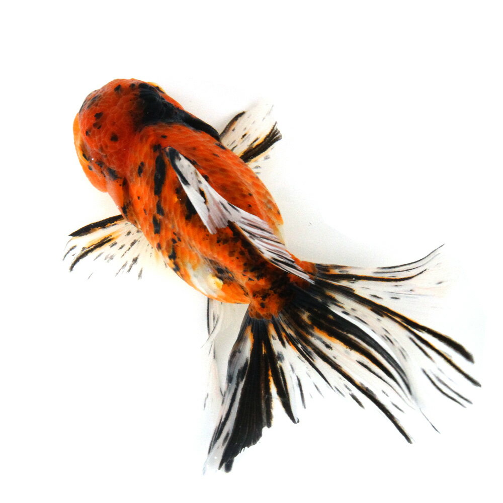 �ʶ���˰���ʪ�������������������Ƭ��15cm�ޡʳ��񻺡ˡ�1ɤ��