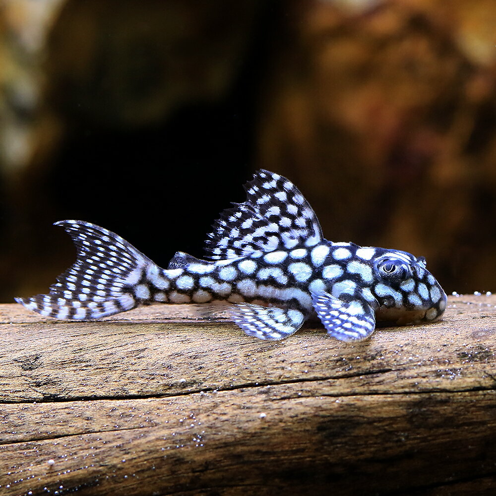 （熱帯魚）一点物　スターダスト・クラウンプレコ　L136c（ブリード）（1匹）　北海道・九州航空便要 ...