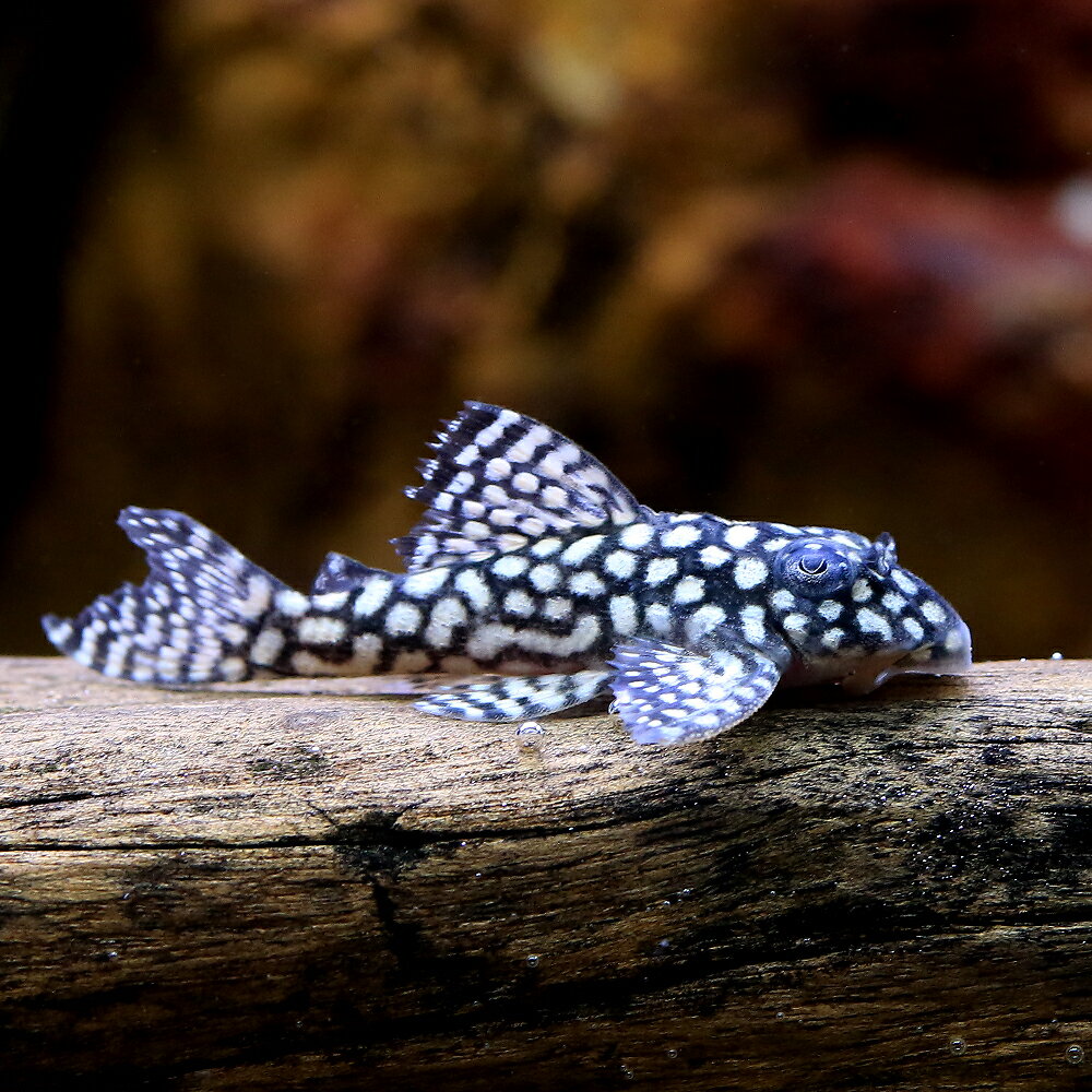 （熱帯魚）一点物　スターダスト・クラウンプレコ　L136c（ブリード）（1匹）　北海道・九州航空便要 ...