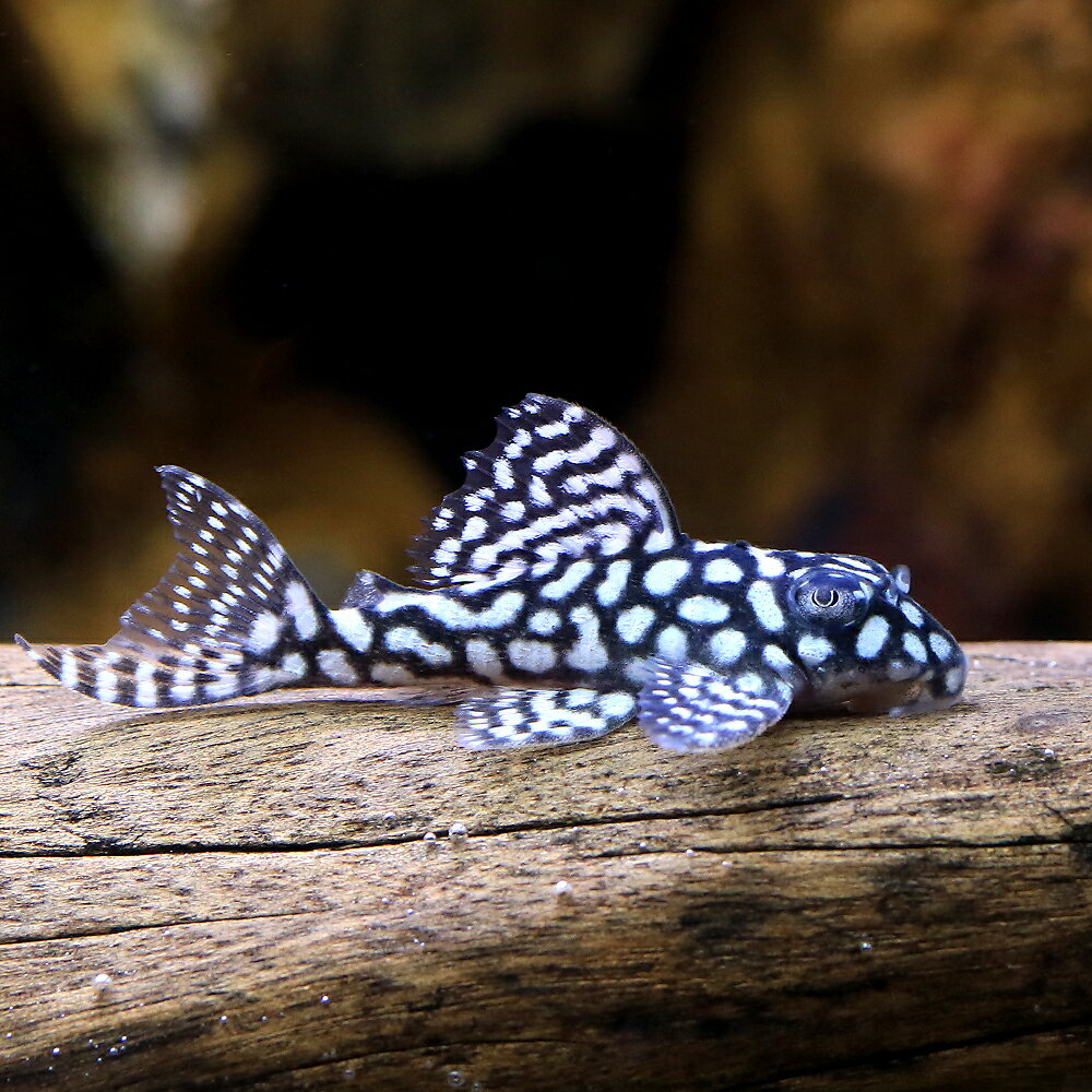 （熱帯魚）一点物　スターダスト・クラウンプレコ　L136c（ブリード）（1匹）　北海道・九州航空便要 ...