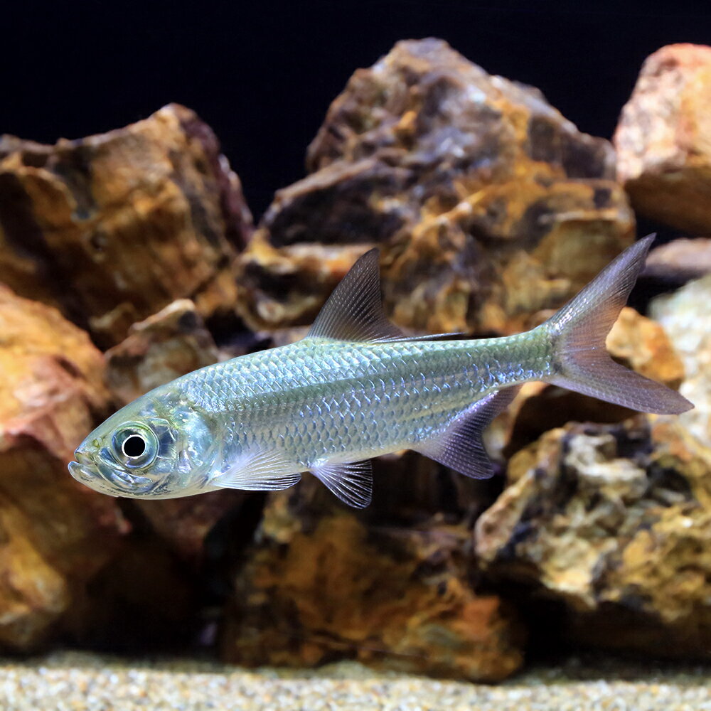 （熱帯魚）パシフィックターポン（1匹）　北海道航空便要保温