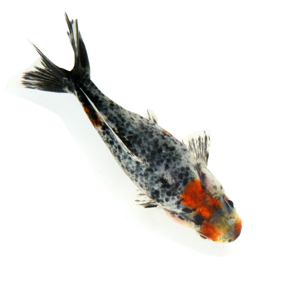 �ʹ񻺶���˰���ʪ���޿������϶⡡8cm�ޡ���¼�ܵ��컺��1ɤ�ˡ�����������