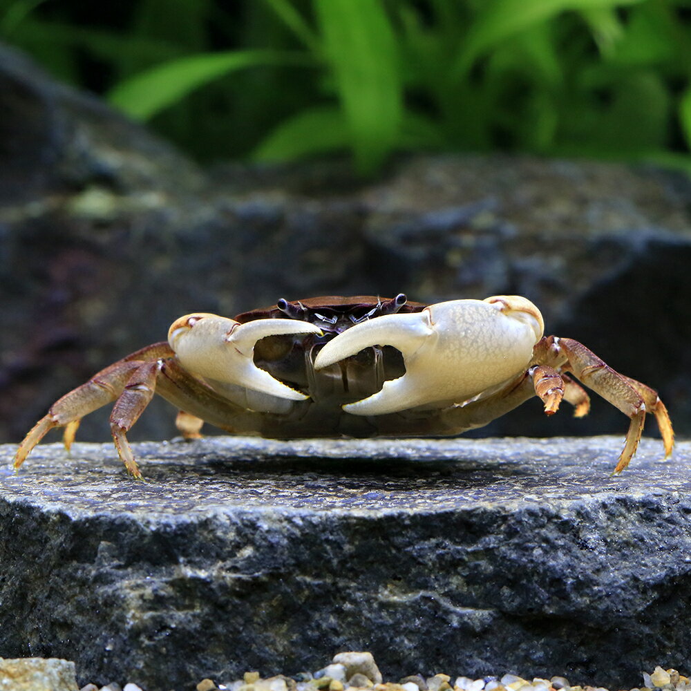 �ʥ��ӡ����ˡ˥ѥץ��˥塼���˥�����֡�1ɤ��