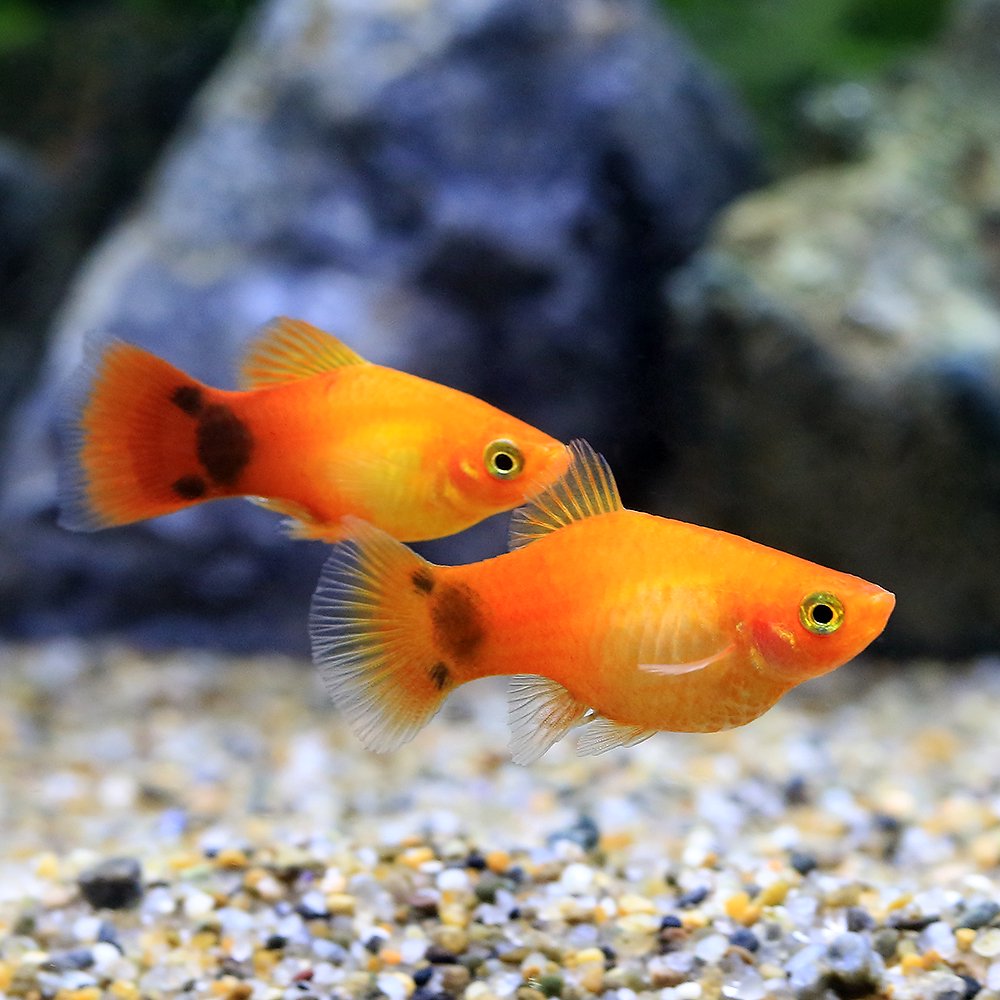 （熱帯魚）サンセットミッキーマウスプラティ（4匹）　北海道・九州航空便要保温