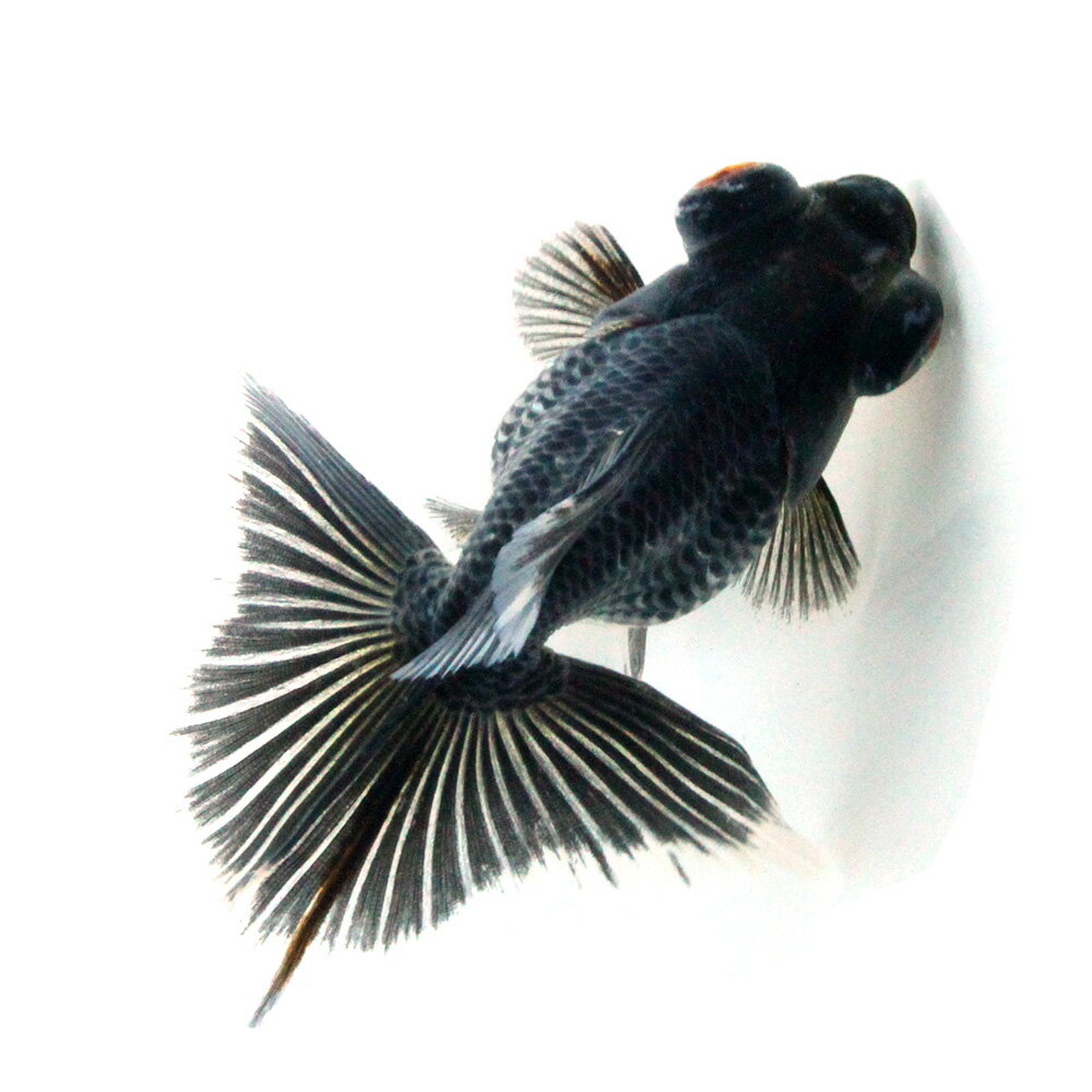 �ʹ񻺶���˰���ʪ��ĳ������¼�ܵ��컺��14cm�ޡ�1ɤ��