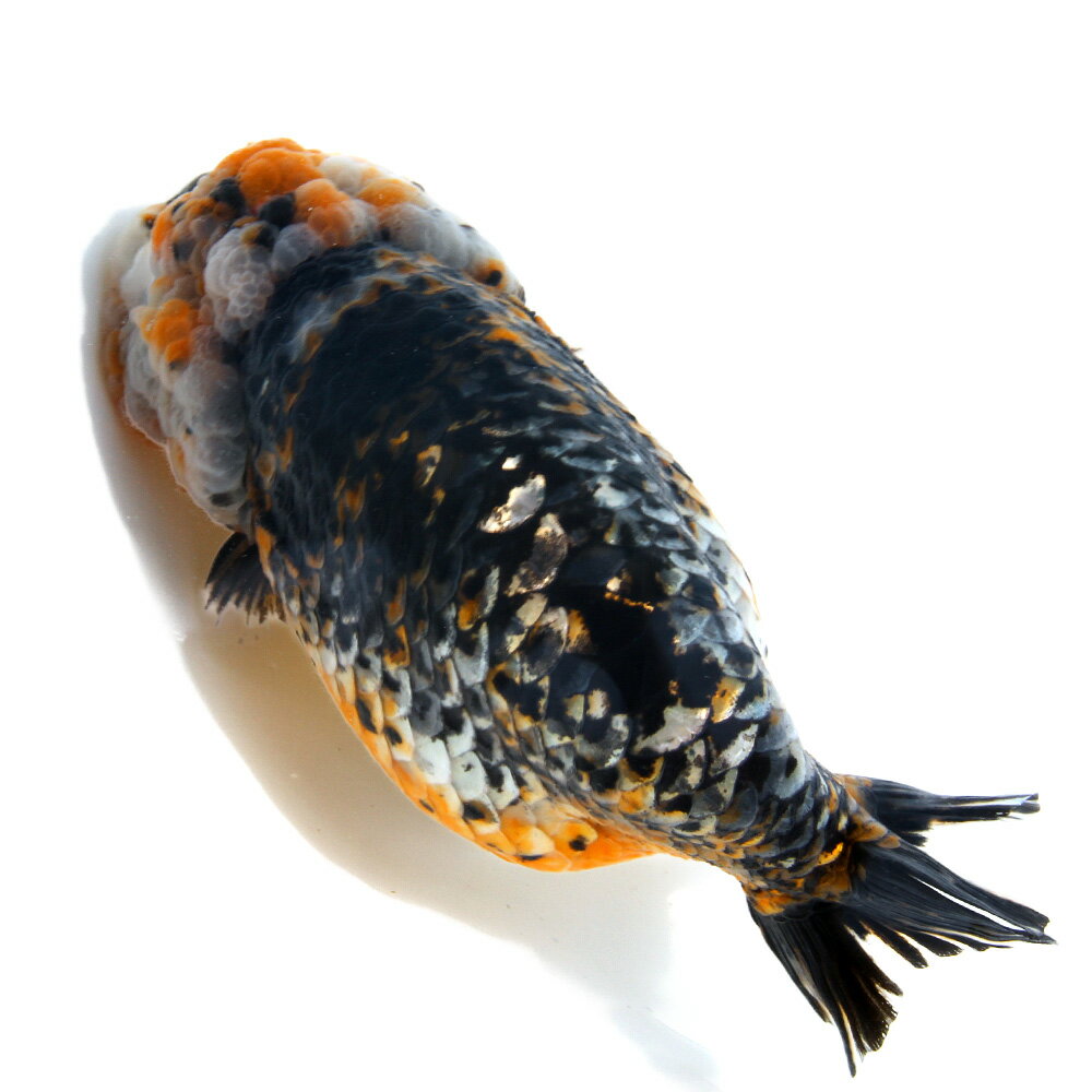 �ʶ���˰���ʪ���ȥꥫ�顼�����夦��17cm�ޡ���񻺡ˡ�1ɤ�ˡ��̳�ƻ���彣�Ҷ������ݲ�