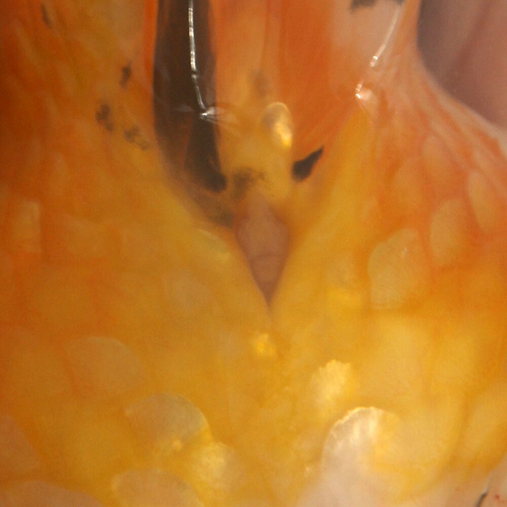 �ʶ���˰���ʪ�������夦��17cm�ޡ��ʳ��񻺡ˡ�1ɤ�ˡ��̳�ƻ���彣�Ҷ������ݲ�