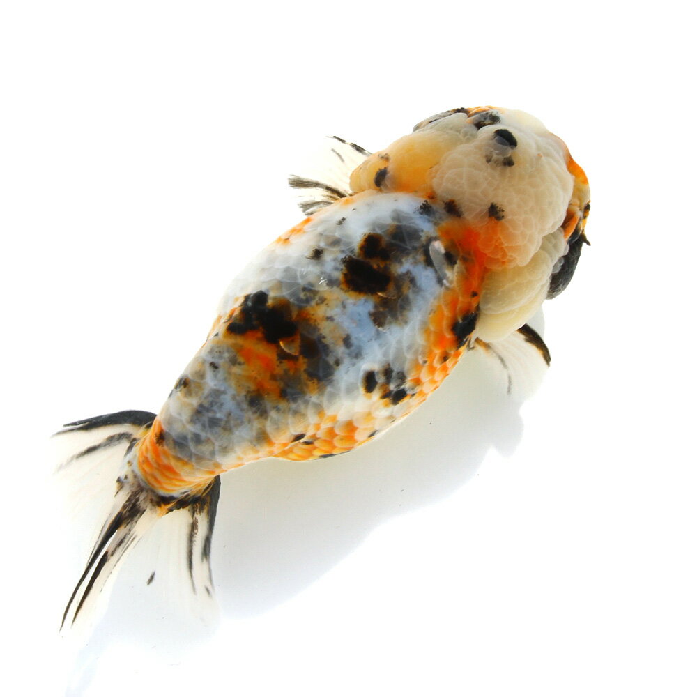 �ʶ���˰���ʪ�������夦��16cm�ޡʳ��񻺡ˡ�1ɤ�ˡ��̳�ƻ���彣�Ҷ������ݲ�