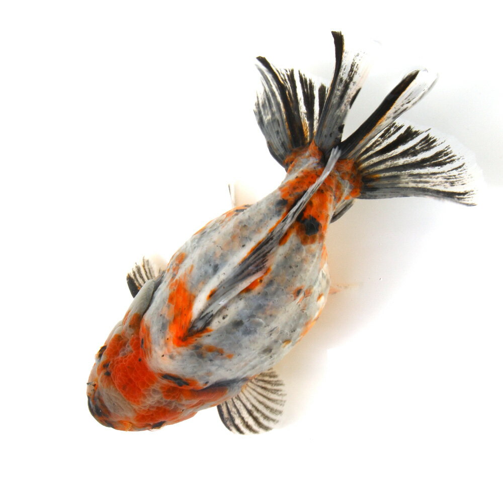 �ʶ���˰���ʪ�����������Ƭ�����硼�ȥơ��롡��19cm����񻺡ˡ�1ɤ�ˡ�����������