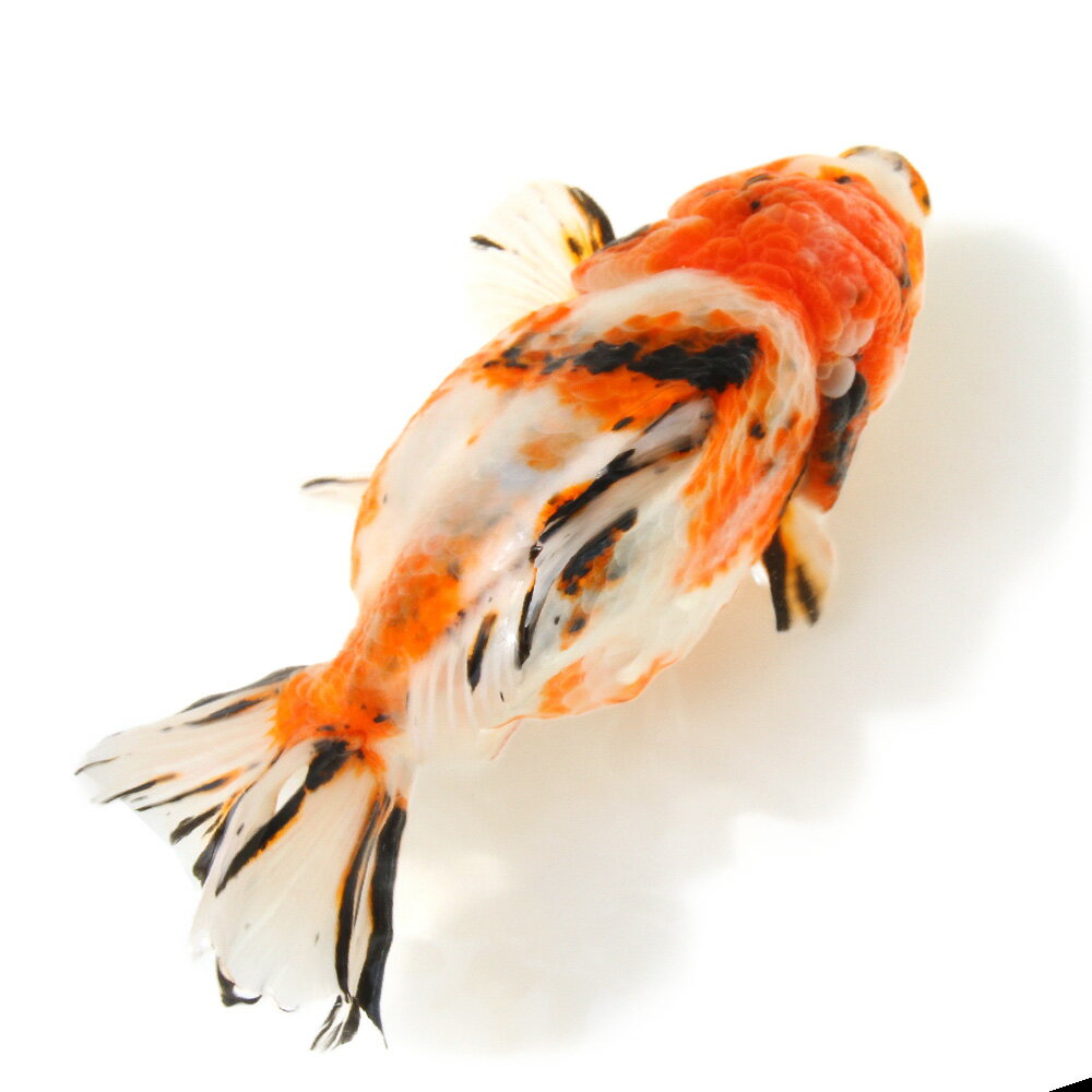 �ʶ���˰���ʪ�����������Ƭ�����硼�ȥơ��롡��19cm����񻺡ˡ�1ɤ�ˡ�����������