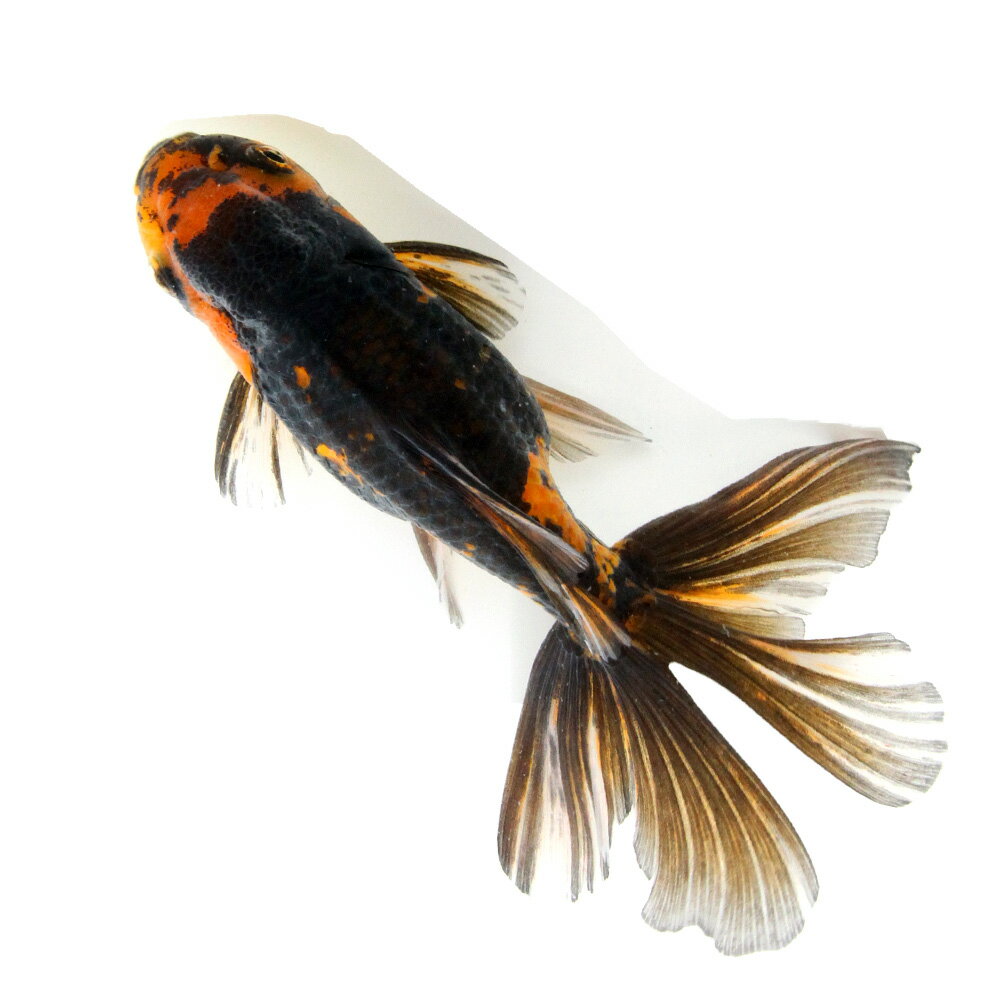 �ʶ���˰���ʪ�������������������Ƭ��14cm�ޡʳ��񻺡ˡ�1ɤ��