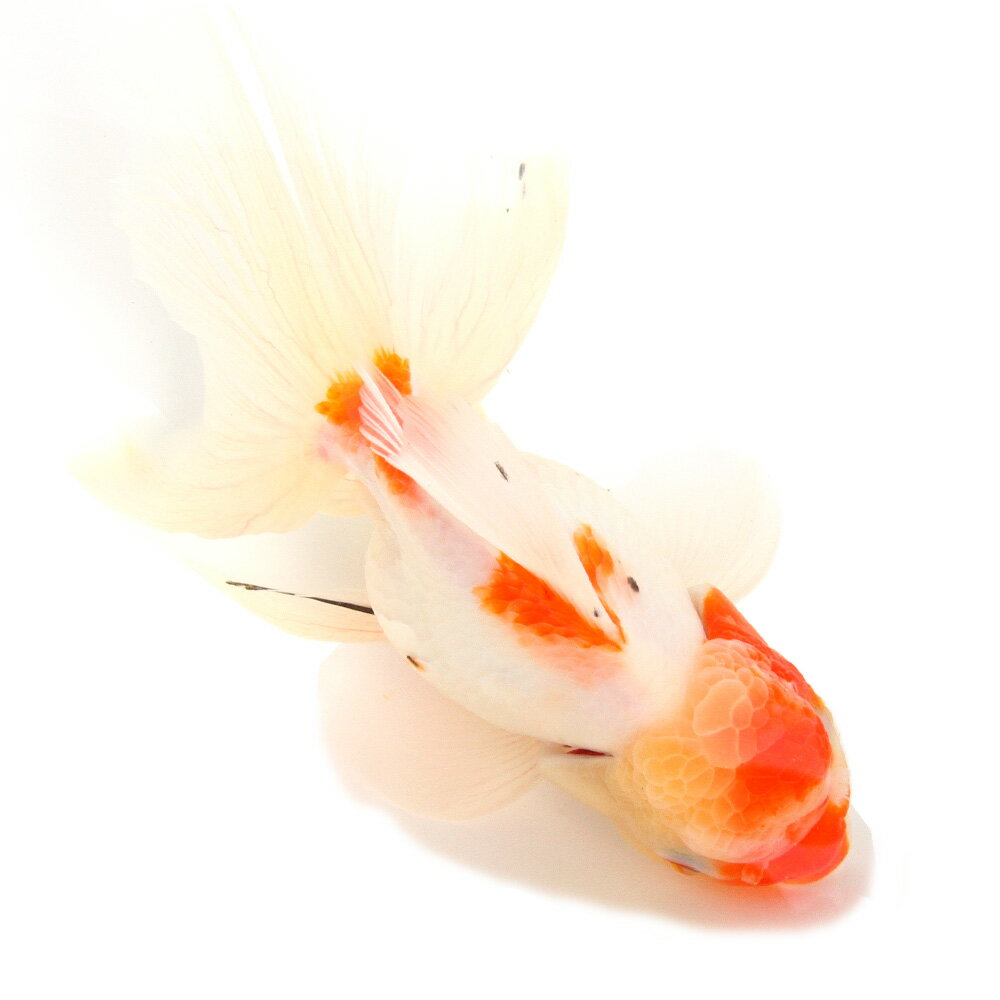 （金魚）一点物 桜東錦（外国産）18cm±（1匹）