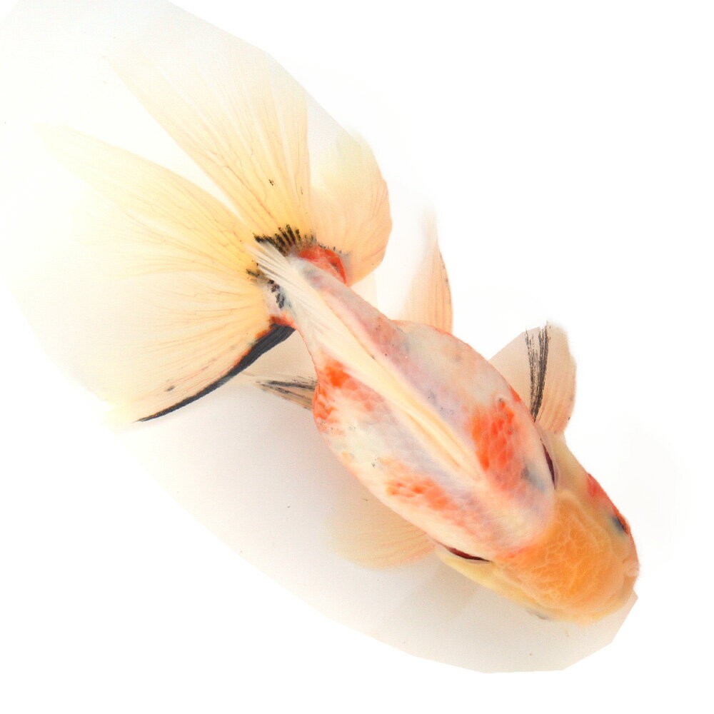 （金魚）一点物 桜東錦（外国産）18cm±（1匹）