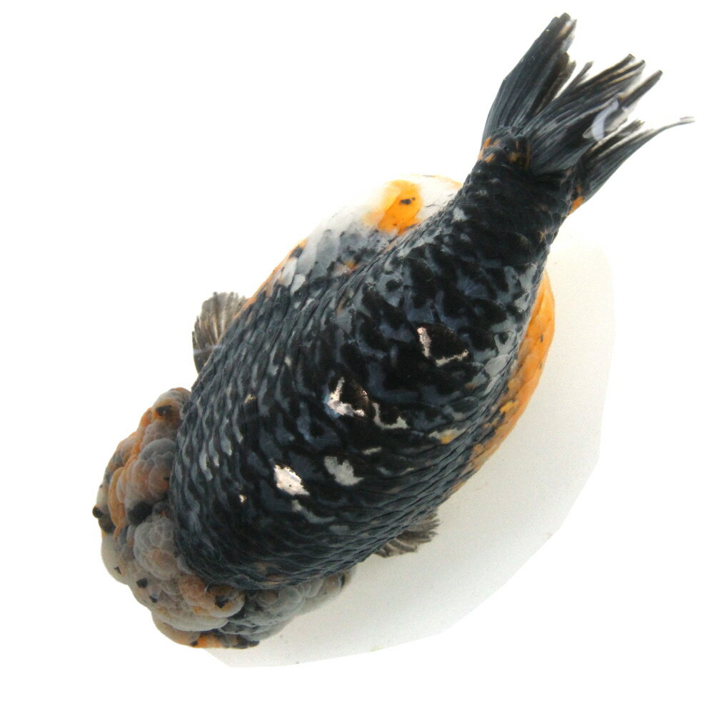 �ʶ���˰���ʪ���ȥꥫ�顼�����夦��17cm�ޡʳ��񻺡ˡ�1ɤ�ˡ��̳�ƻ���彣�Ҷ������ݲ�