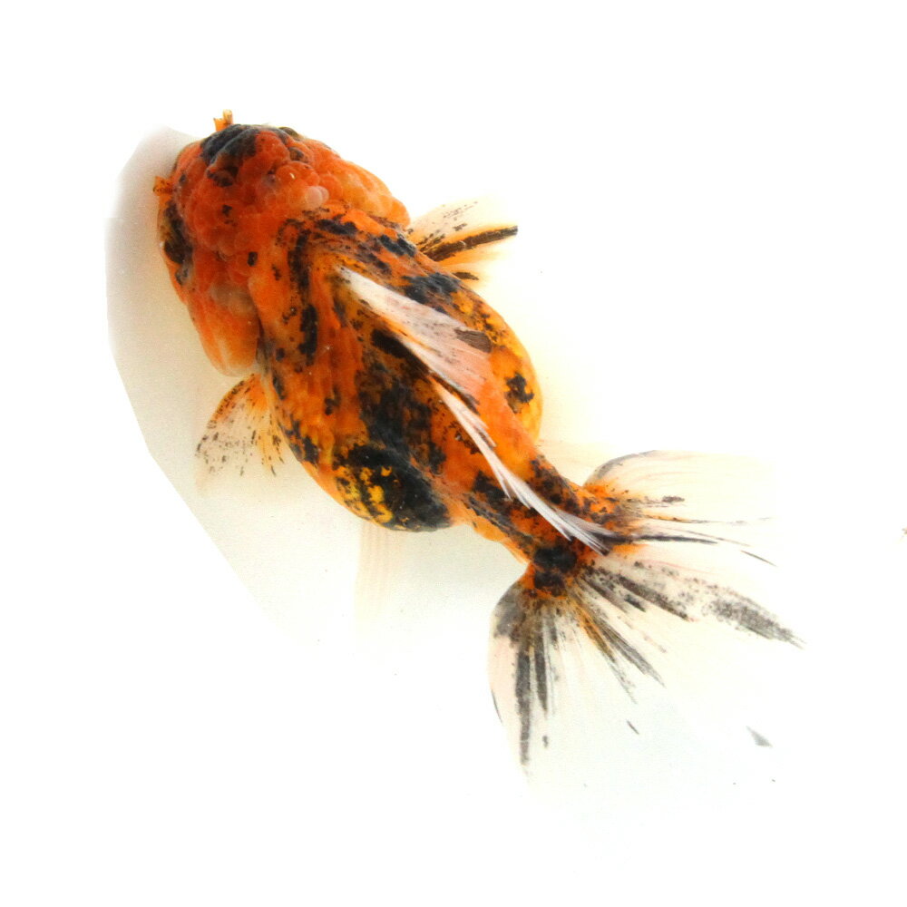 （金魚）一点物　虎オランダ獅子頭　ローズテール　11cm±（外国産）（1匹）