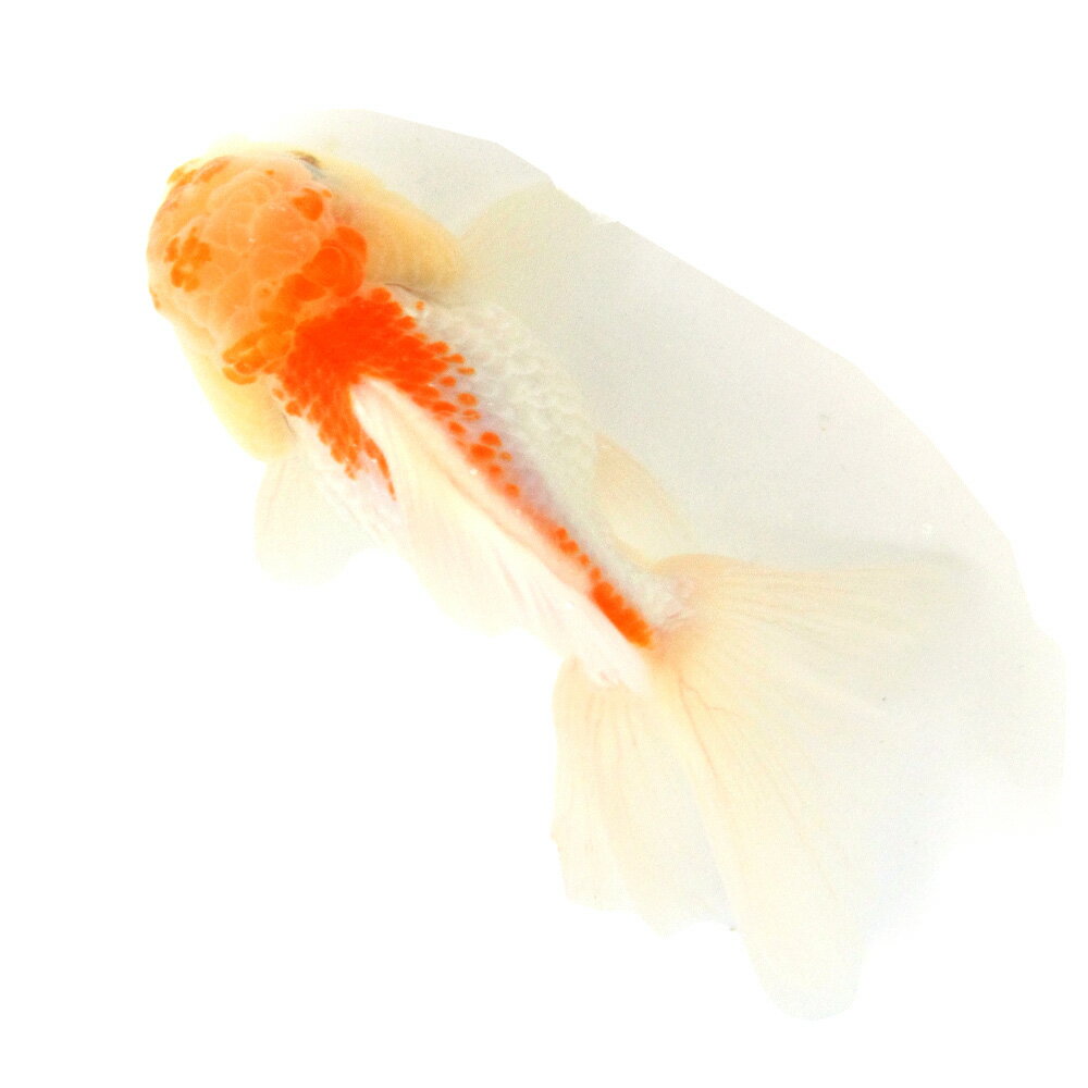 （金魚）一点物　オランダ獅子頭　ローズテール　11cm±（外国産）（1匹）