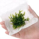 (水草)ハネゴケsp.カメルーン産(水中葉)(無農薬)(1カップ)