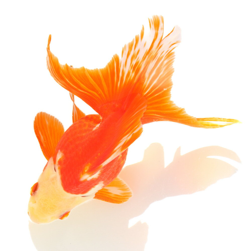 �ʹ񻺶���˰���ʪ������ΰ�⡡13cm�ޡ���߷�ܵ��컺��1ɤ�ˡ��̳�ƻ���彣�Ҷ������ݲ�