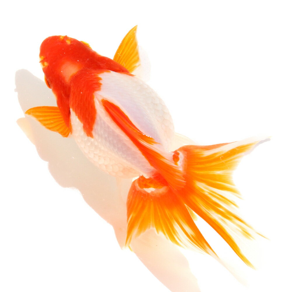 �ʹ񻺶���˰���ʪ������ΰ�⡡15cm�ޡ���߷�ܵ��컺��1ɤ�ˡ��̳�ƻ���彣�Ҷ������ݲ�