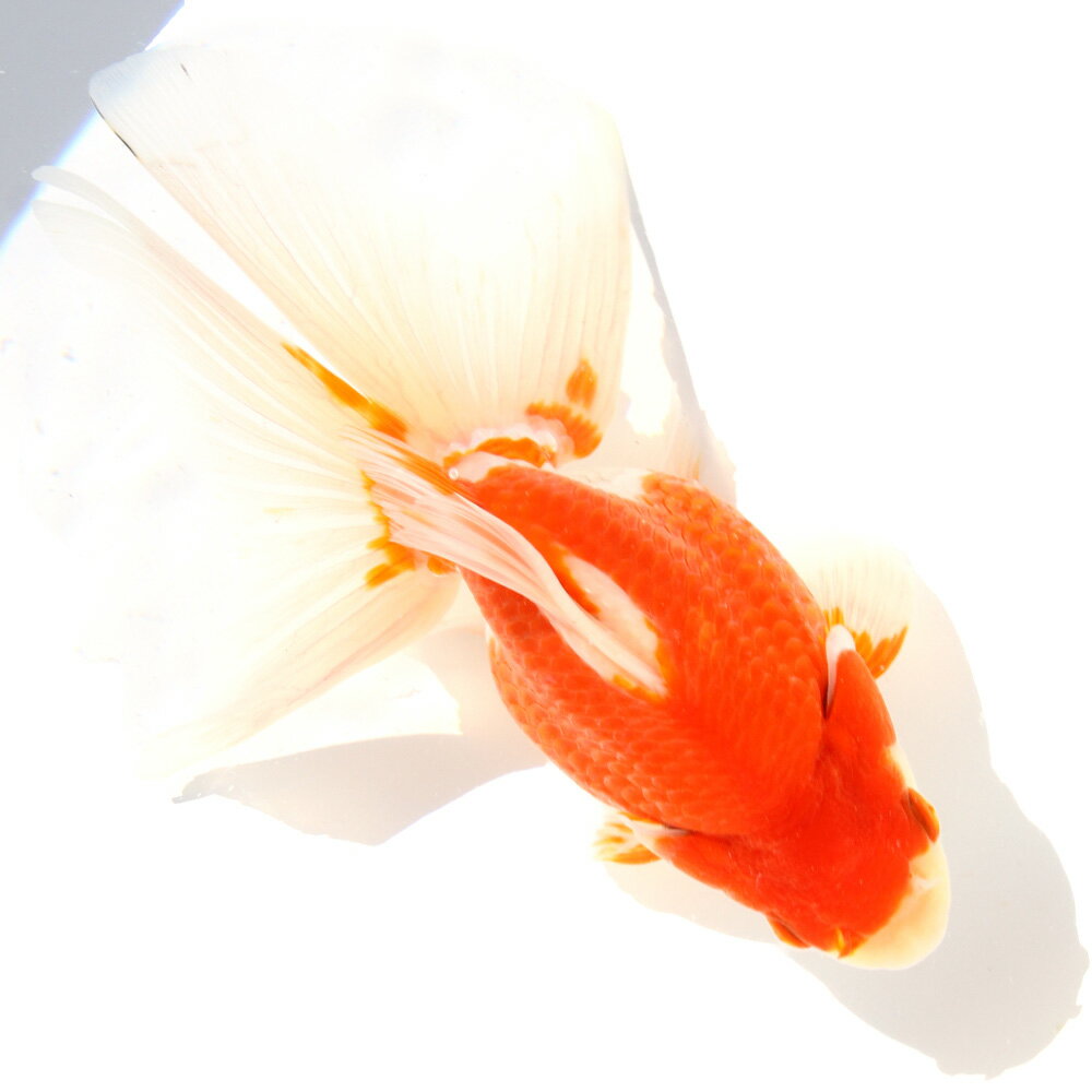 �ʹ񻺶���˰���ʪ������ΰ�⡡18cm�ޡ���߷�ܵ��컺��1ɤ�ˡ��̳�ƻ���彣�Ҷ������ݲ�