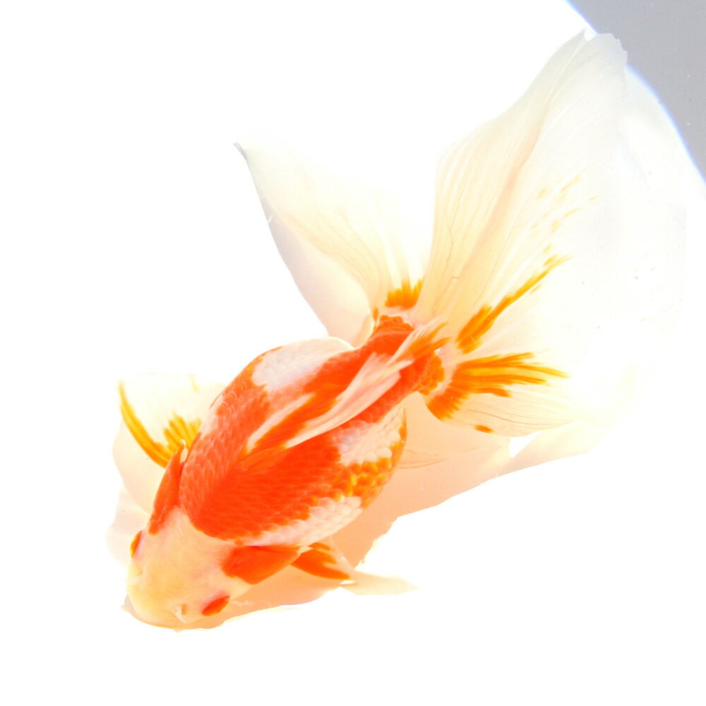 �ʹ񻺶���˰���ʪ������ΰ�⡡18cm�ޡ���߷�ܵ��컺��1ɤ�ˡ��̳�ƻ���彣�Ҷ������ݲ�