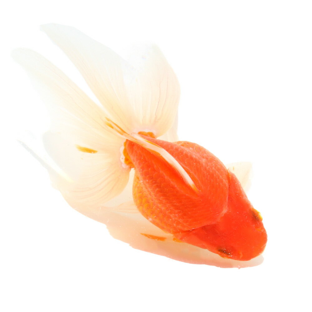 �ʹ񻺶���˰���ʪ������ΰ�⡡15cm�ޡ���߷�ܵ��컺��1ɤ�ˡ��̳�ƻ���彣�Ҷ������ݲ�