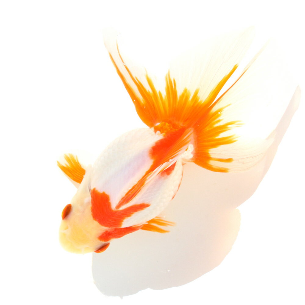 �ʹ񻺶���˰���ʪ������ΰ�⡡15cm�ޡ���߷�ܵ��컺��1ɤ�ˡ��̳�ƻ���彣�Ҷ������ݲ�