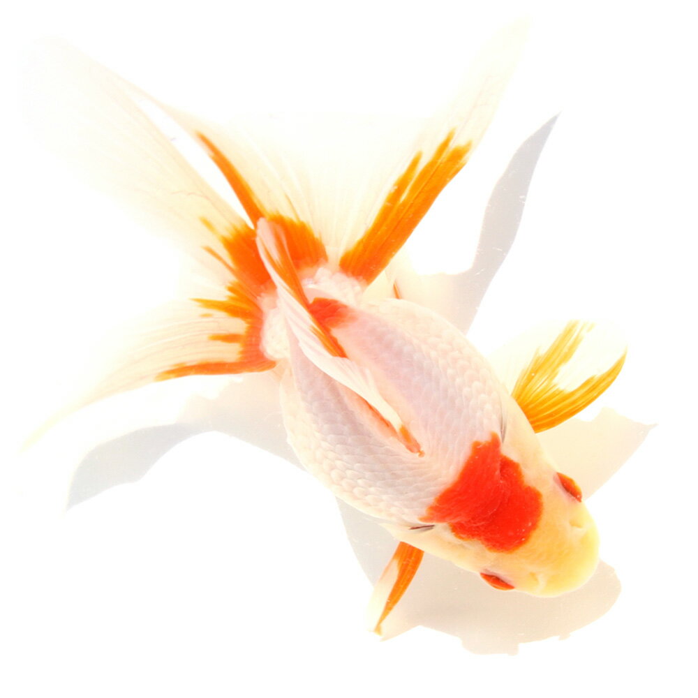 �ʹ񻺶���˰���ʪ������ΰ�⡡15cm�ޡ���߷�ܵ��컺��1ɤ�ˡ��̳�ƻ���彣�Ҷ������ݲ�