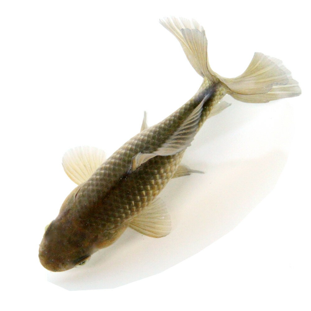 �ʹ񻺶���˰���ʪ�������϶⡡12cm�ޡ���¼�ܵ��컺��1ɤ�ˡ�����������