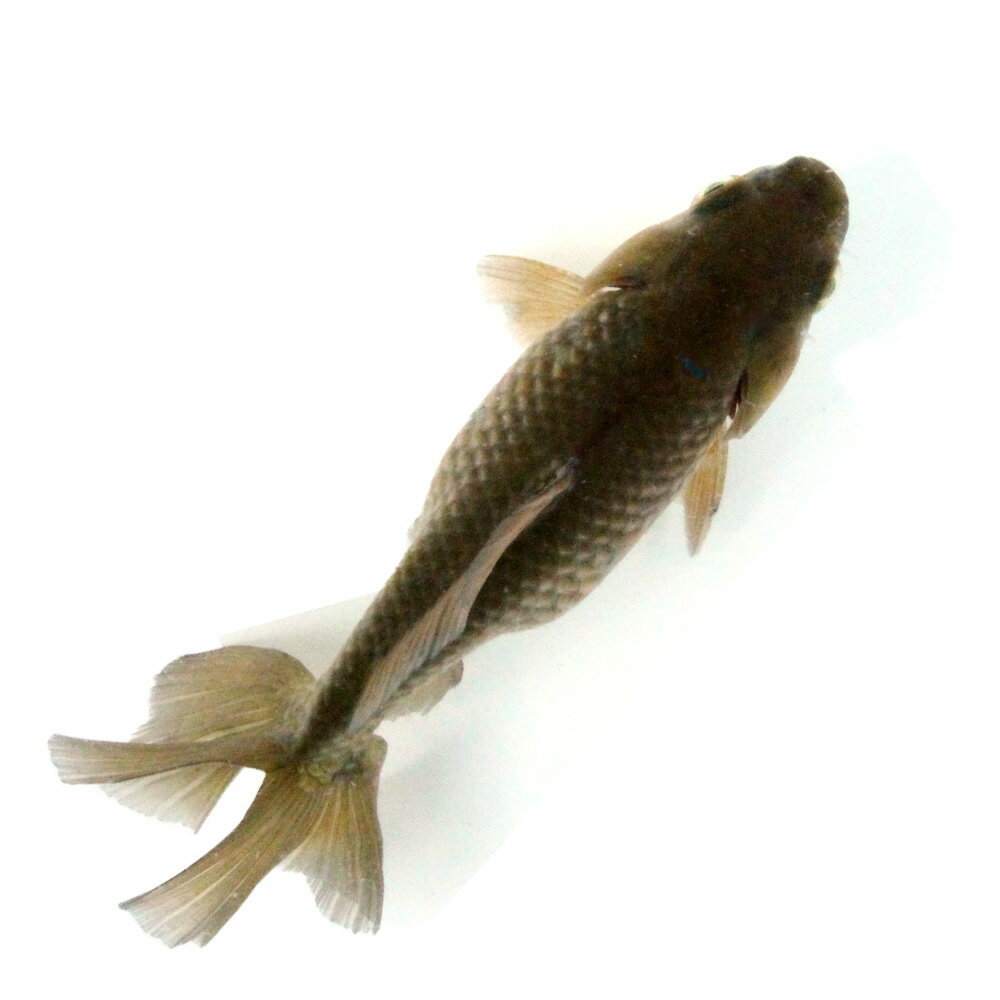 �ʹ񻺶���˰���ʪ�������϶⡡12cm�ޡ���¼�ܵ��컺��1ɤ�ˡ�����������