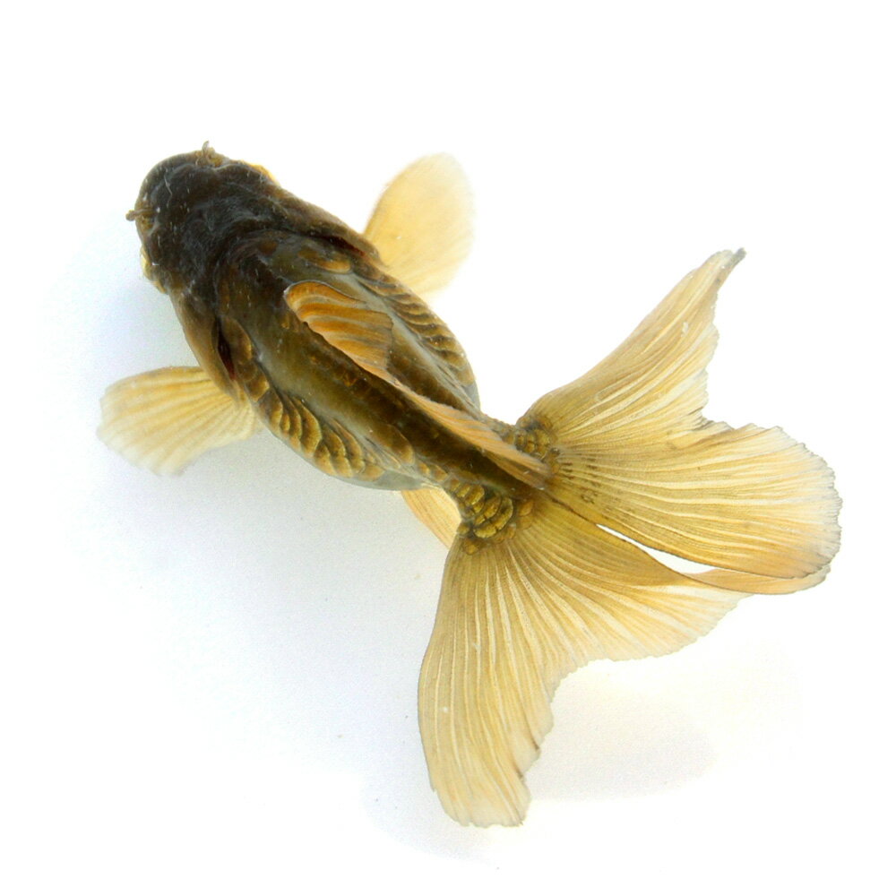 �ʹ񻺶���˰���ʪ���ɥ饴�󥹥�����ΰ�⡡�����ܵ��졡12cm�ޡ�1ɤ��