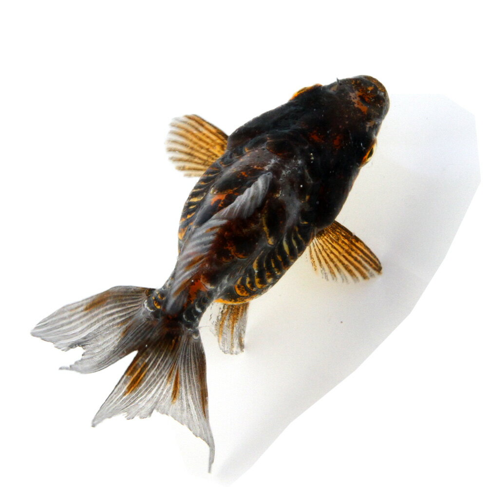 �ʹ񻺶���˰���ʪ��ΰ�⡡�Ѥ�����������ܵ��졡8cm�ޡ�1ɤ�ˡ��̳�ƻ���彣�Ҷ������ݲ�