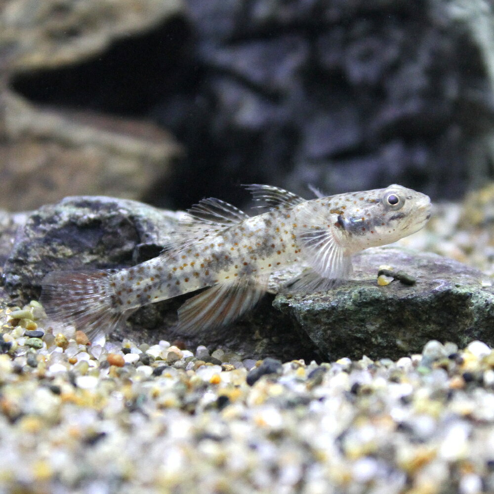 （熱帯魚）ルムバントビン　ゴビー（1匹）　北海道・九州航空便要保温