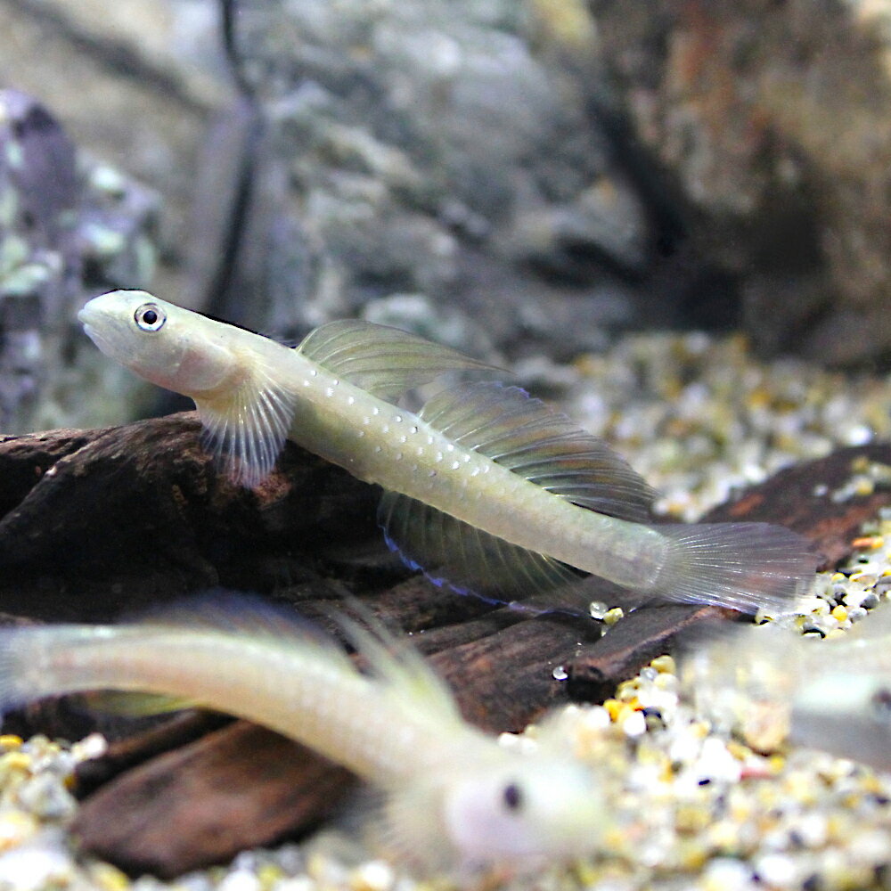 （熱帯魚）キシオプス　セブエンシス（1匹）　北海道・九州航空便要保温