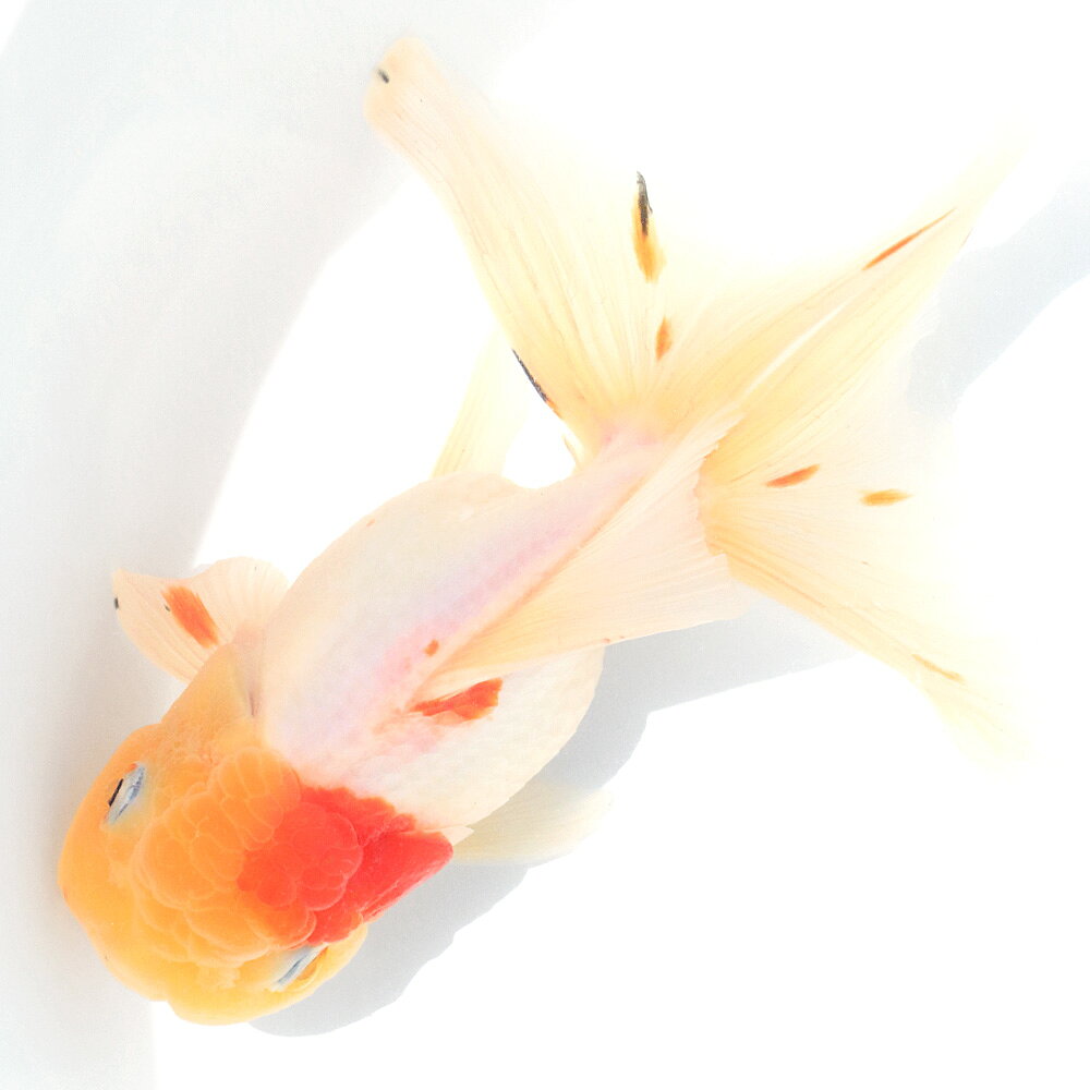 �ʹ񻺶���˰���ʪ������ӡ�16cm�ޡ�1ɤ�ˡ�����������