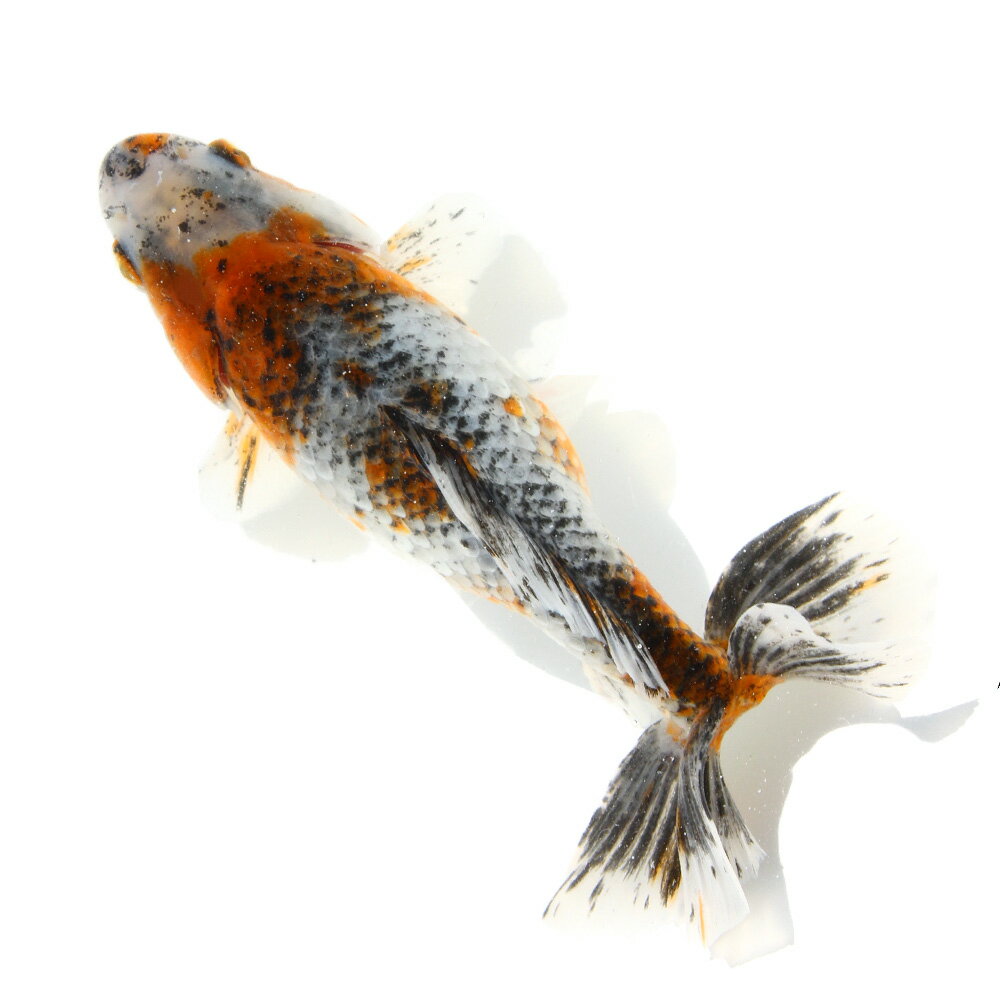 �ʹ񻺶���˰���ʪ�������϶⡡14cm�ޡ���¼�ܵ����1ɤ�ˡ�����������