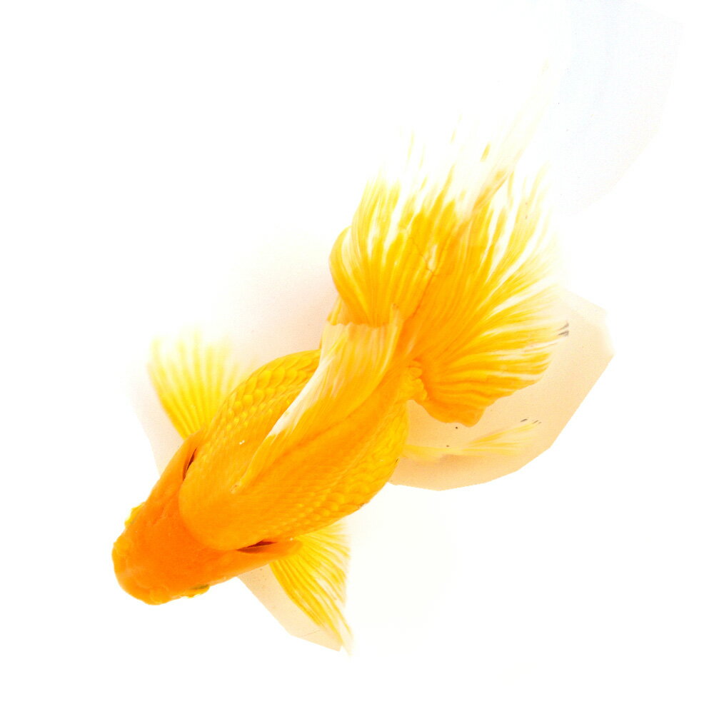 �ʹ񻺶���˰���ʪ������ΰ�⡡3�С�18cm�ޡ��ҥ���ͭ����¼�ܵ����1ɤ��