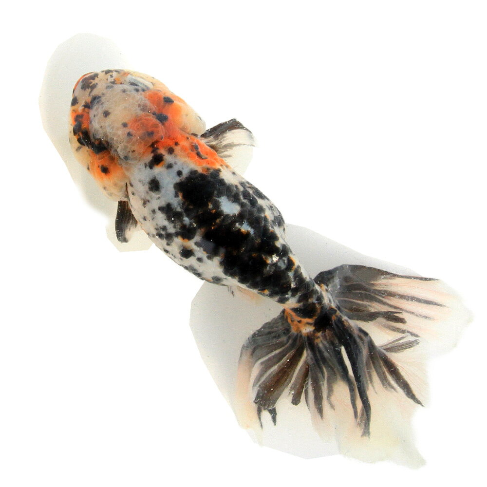 �ʹ񻺶���˰���ʪ�����ӡ���¼�ܵ��컺��19cm�ޡ�1ɤ��