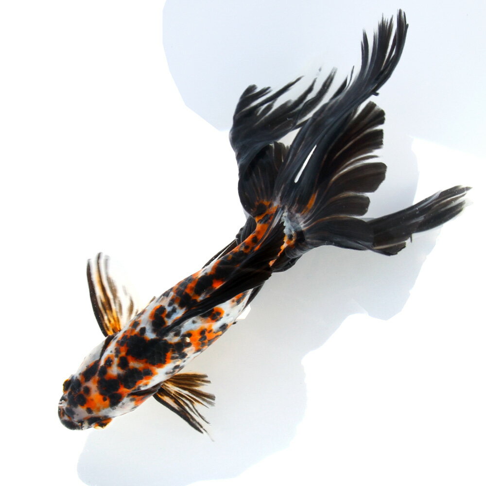 （国産金魚）一点物　オーロラ　20cm±（1匹）