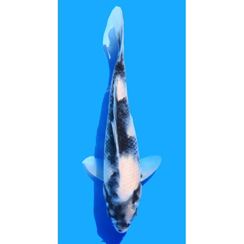 �ʶӸ�˰���ʪ����̤ꡡ28cm�ޡ�1ɤ��