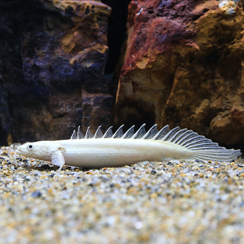 楽天市場】ポリプテルス プラチナの通販