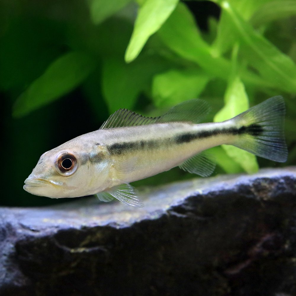 キクラ3匹セット　お買い得　熱帯魚 楽天市場】シクラ（観賞魚｜熱帯魚・アクアリウム）：ペット・ペット
