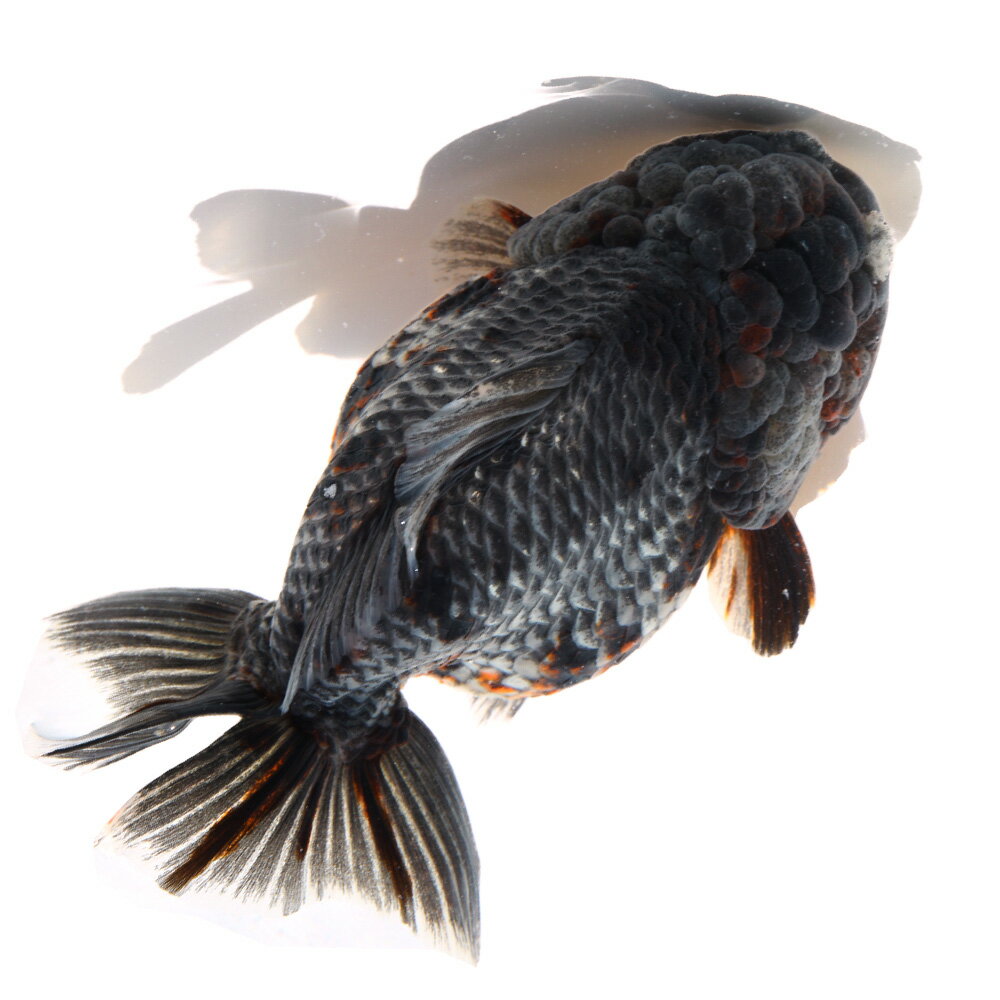 （金魚）一点物　オランダ獅子頭　ショートテール　15cm±（外国産）（1匹）　関東当日便