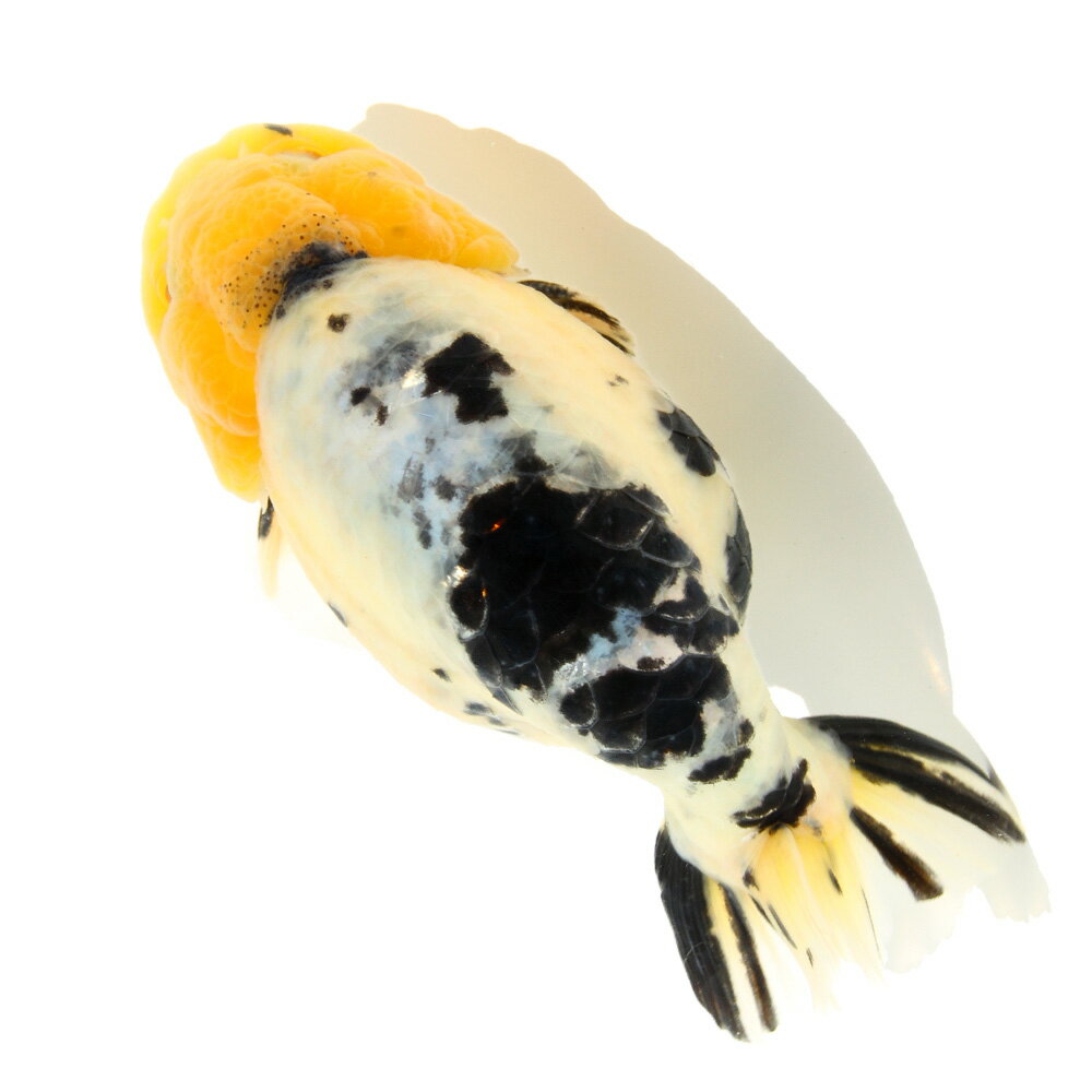 一点物白黒らんちゅう14cm±北海...